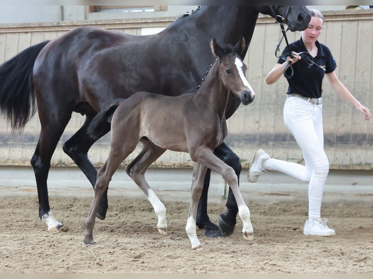 Deutsches Sportpferd Hengst Fohlen (05/2024) Dunkelbrauner in Fronhofen