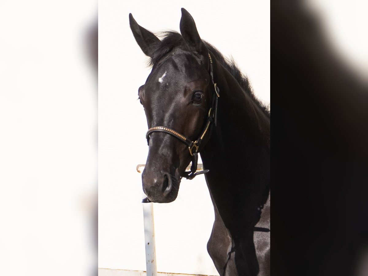 Deutsches Sportpferd Hengst  Dunkelbrauner in Herrnhut
