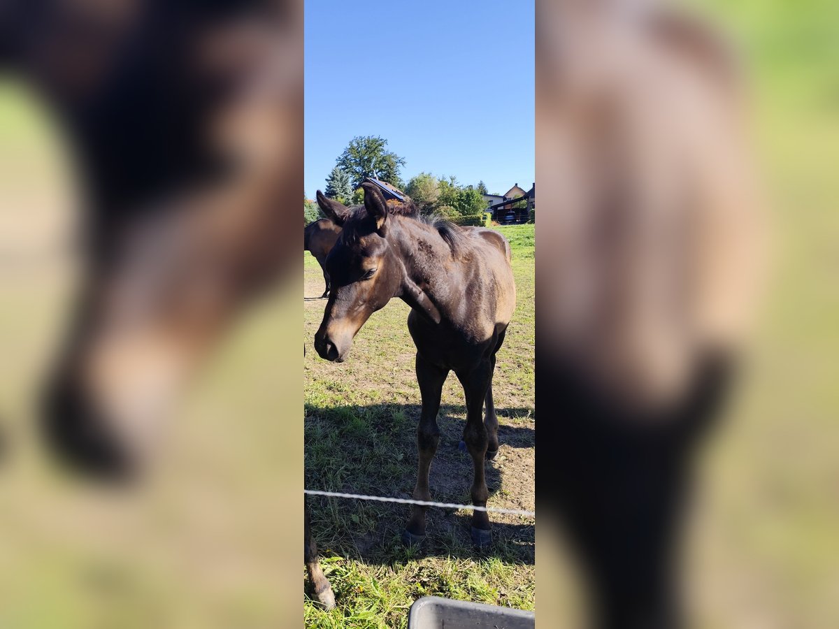 Deutsches Sportpferd Hengst Fohlen (05/2025) Dunkelbrauner in Mittelbach bei Chemnitz