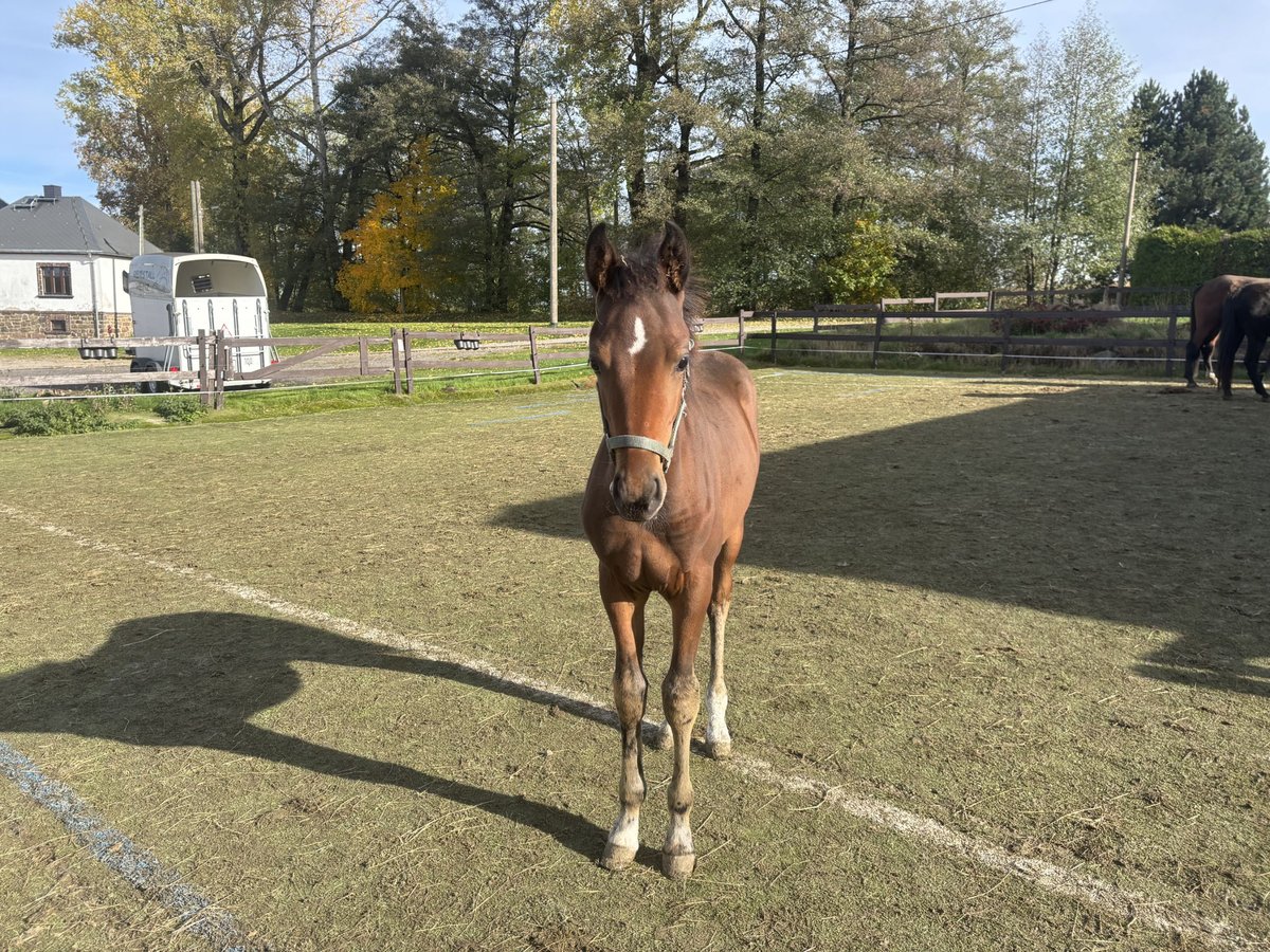 Deutsches Sportpferd Hengst Fohlen (06/2025) Dunkelbrauner in Mulda