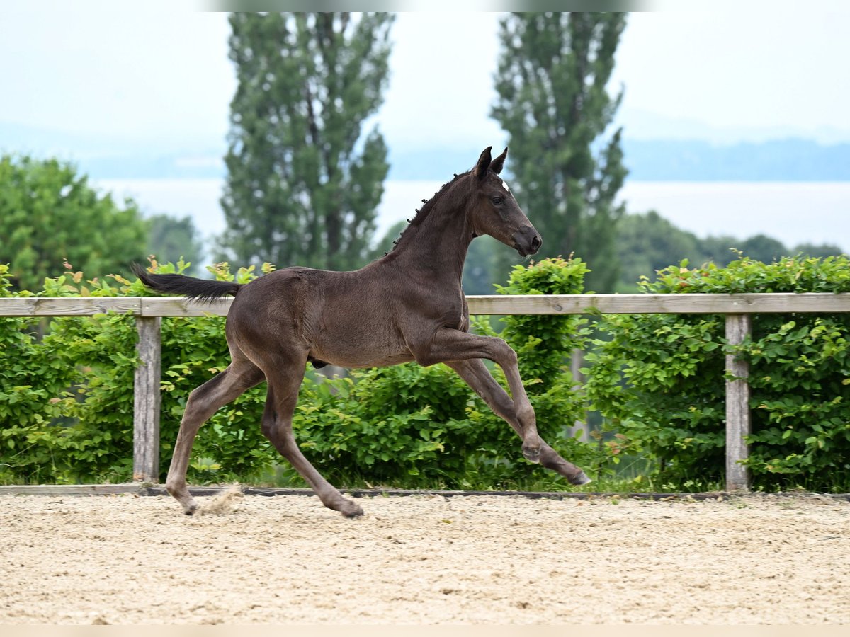 Deutsches Sportpferd Hengst Fohlen (05/2025) Dunkelbrauner in M&#xFC;nchen