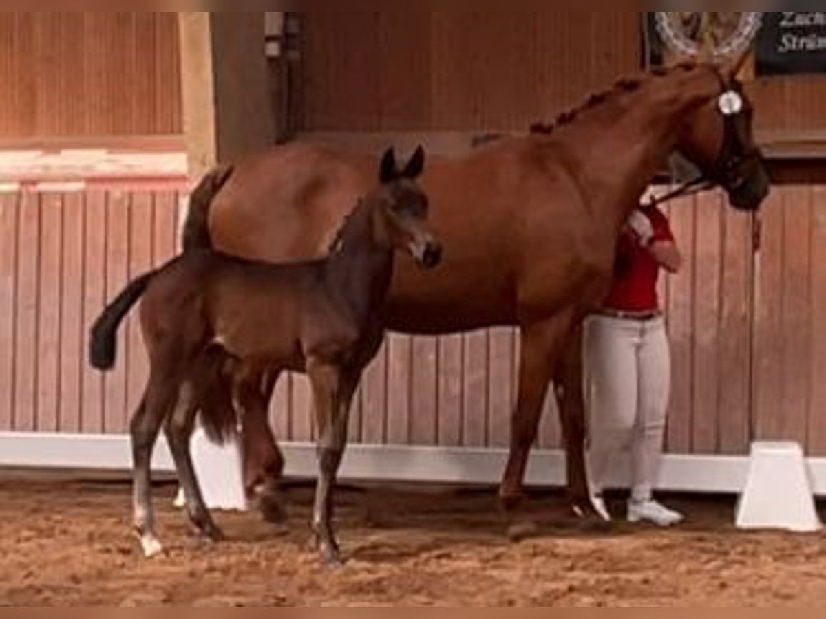 Deutsches Sportpferd Hengst  Dunkelbrauner in Unterwellenborn