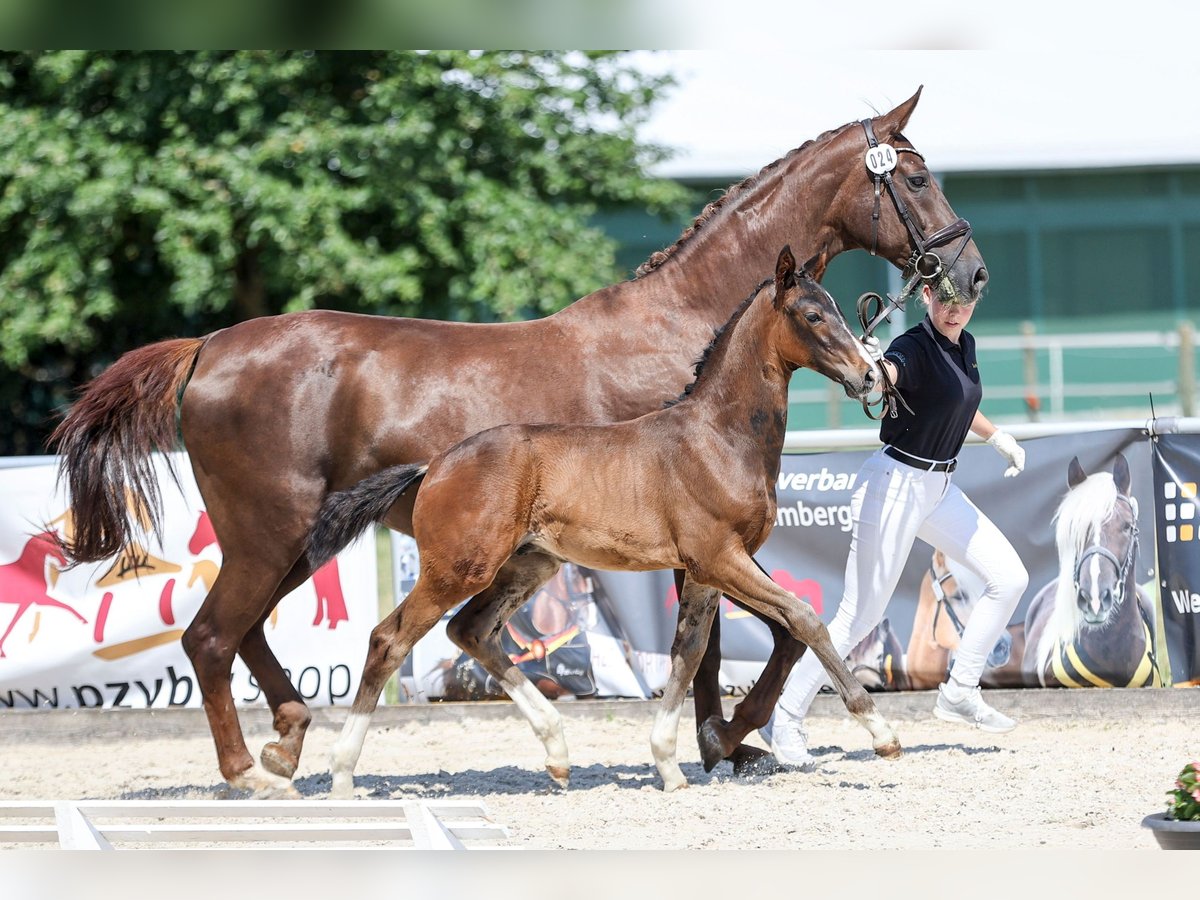 Deutsches Sportpferd, Hengst in Wolpertshausen