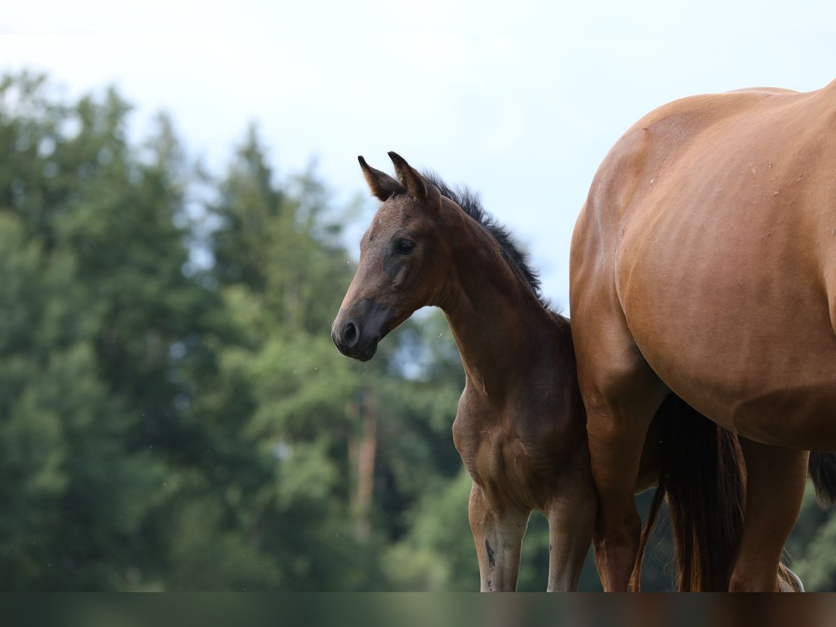 Deutsches Sportpferd Hengst Fohlen (06/2024) Dunkelbrauner in Postmünster