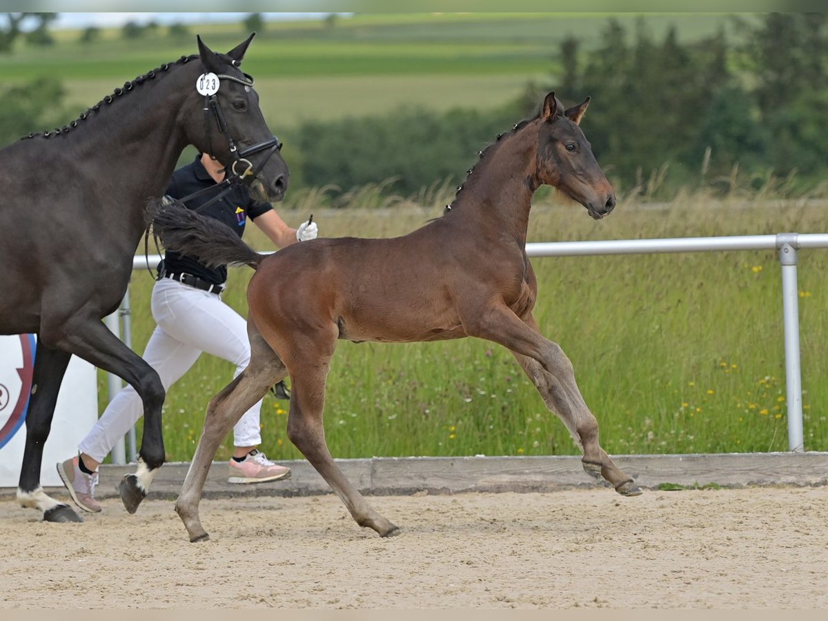 Deutsches Sportpferd Hengst Fohlen (03/2024) Dunkelbrauner in Fronhofen