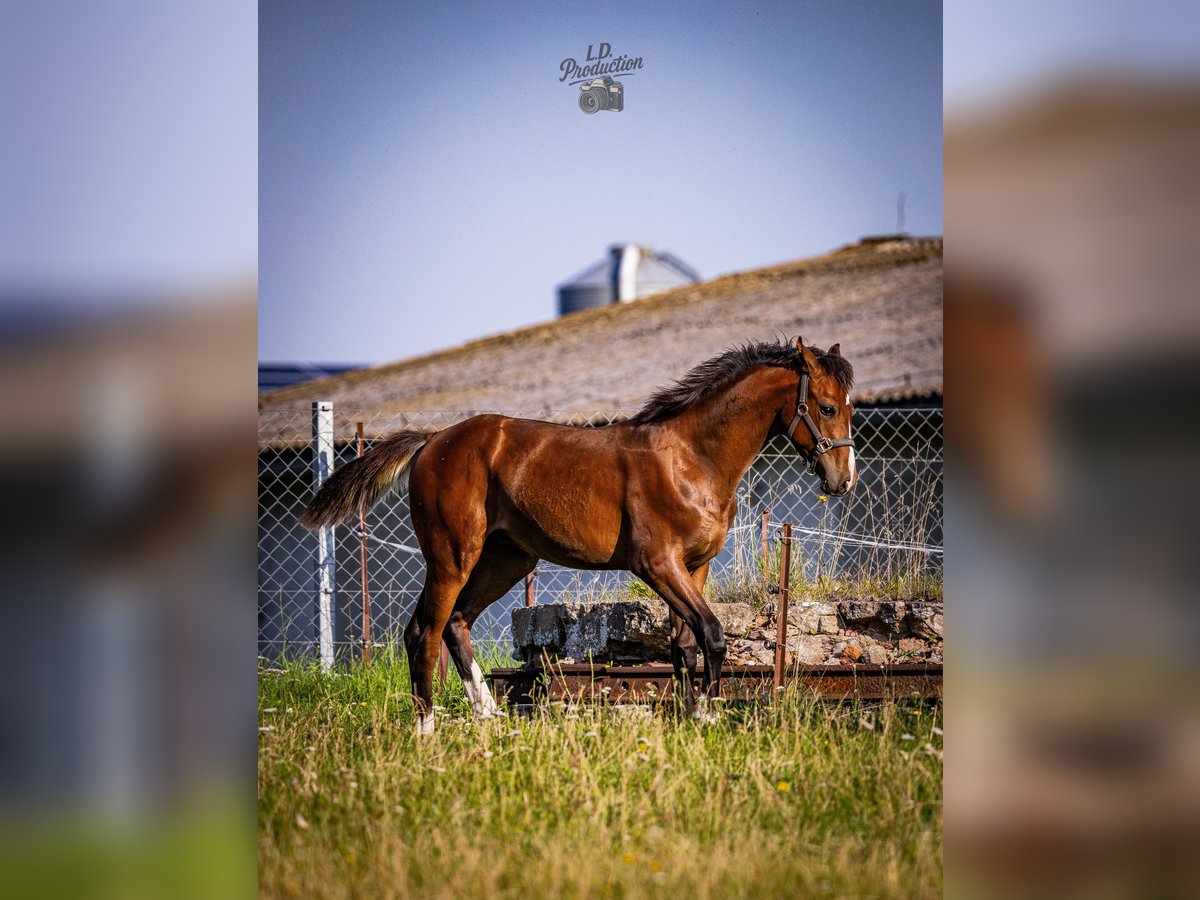 Deutsches Sportpferd Hengst Fohlen (04/2025) Dunkelbrauner in Uckerland