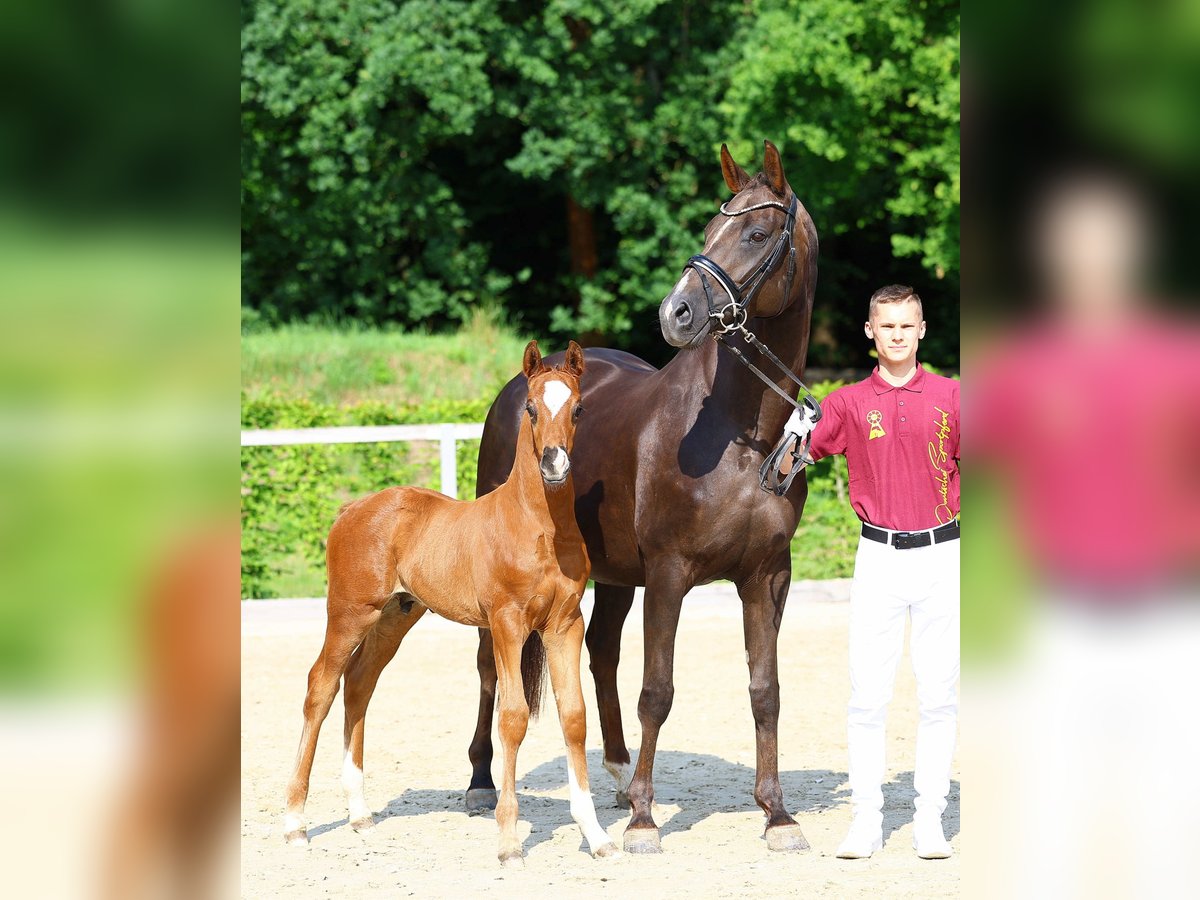 Deutsches Sportpferd Hengst  Dunkelfuchs in Wei&#xDF;enberg