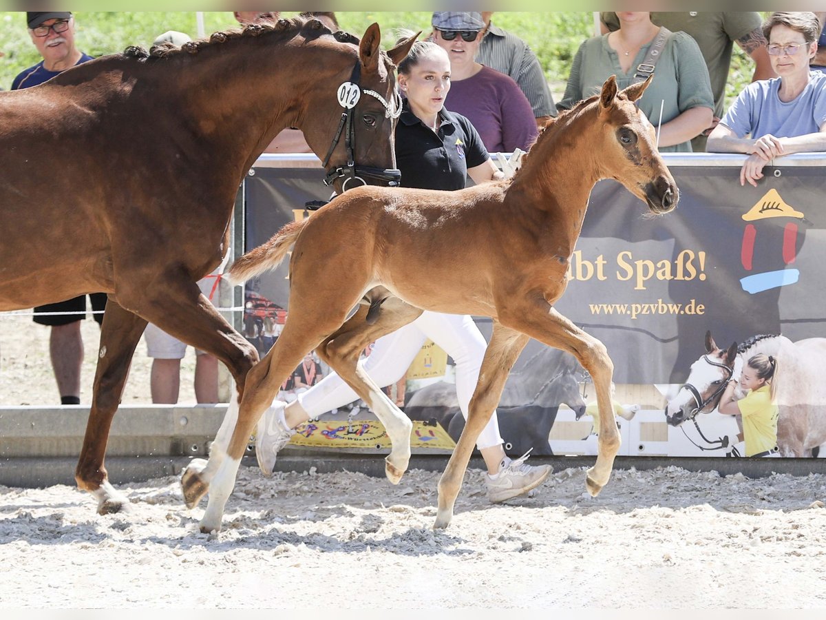 Deutsches Sportpferd Hengst Fohlen (05/2025) Dunkelfuchs in Gomadingen