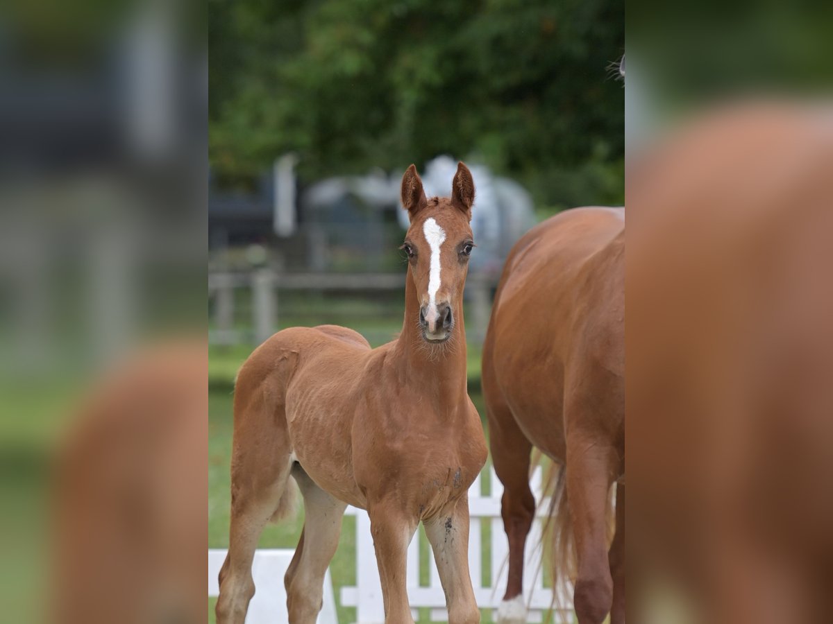 Deutsches Sportpferd, Hengst in Standenbühl