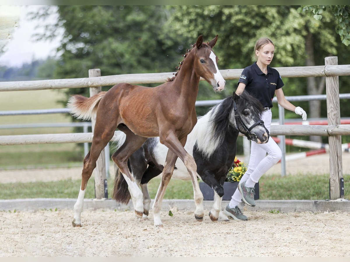 Deutsches Sportpferd Hengst Fohlen (05/2025) Dunkelfuchs in Gomadingen