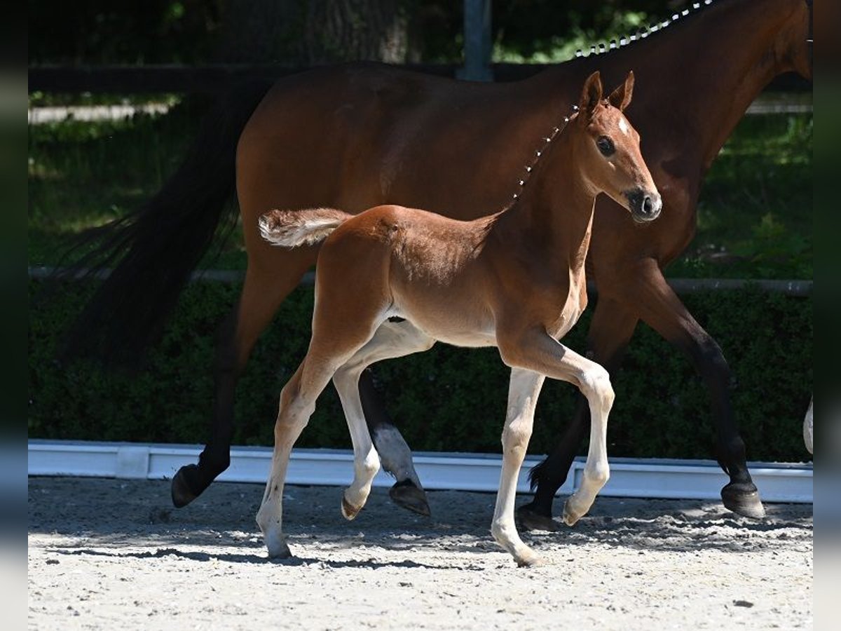 Deutsches Sportpferd Hengst  Dunkelfuchs in Reichenwalde