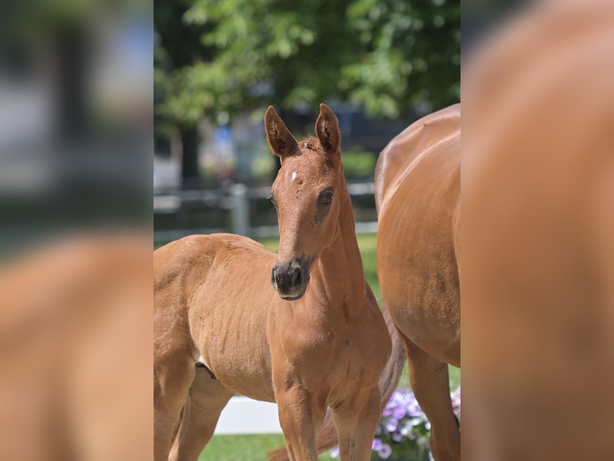 Deutsches Sportpferd Hengst  Fuchs in Burgen