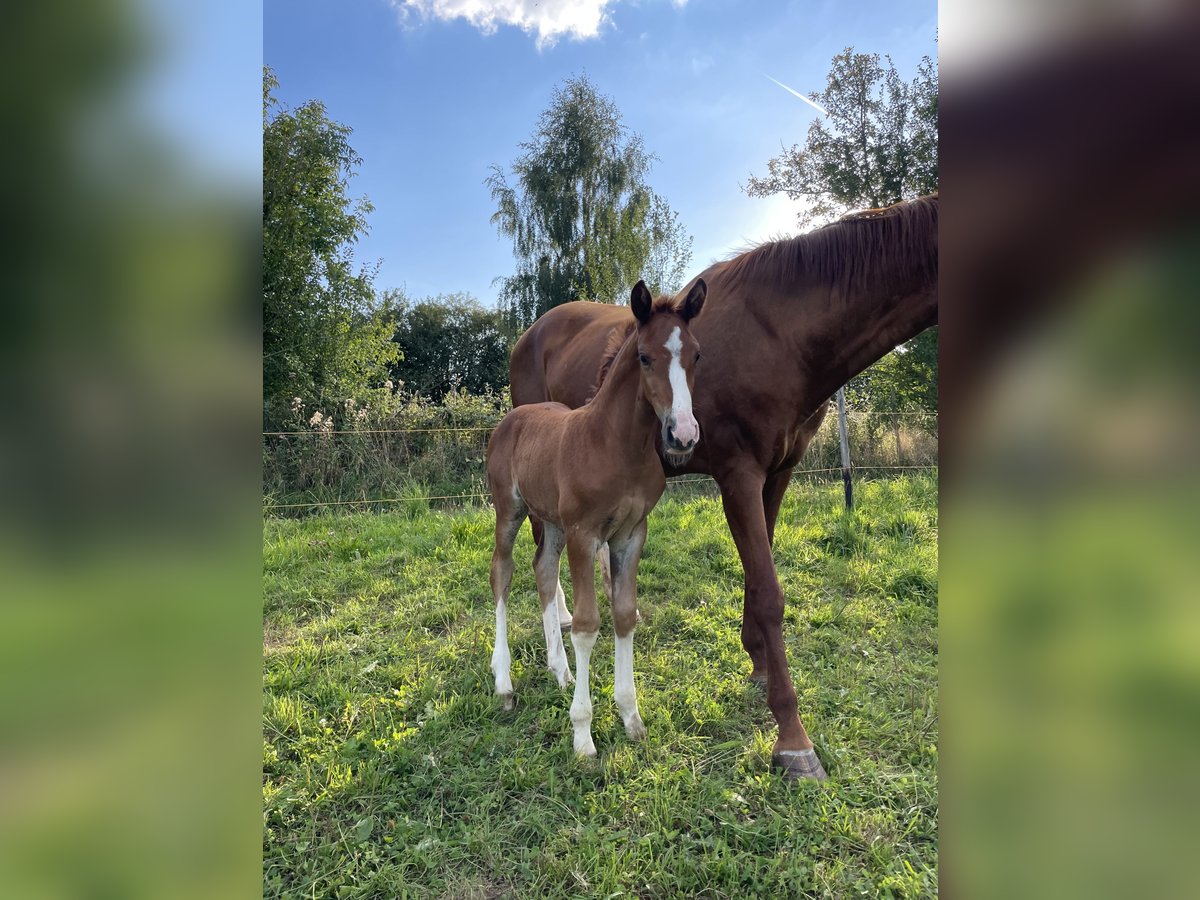 Deutsches Sportpferd Hengst Fohlen (07/2025) Fuchs in Wachtberg