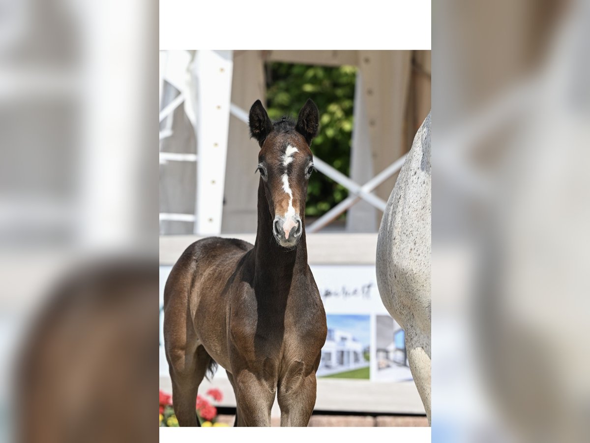 Deutsches Sportpferd Hengst  Kann Schimmel werden in Tuttlingen