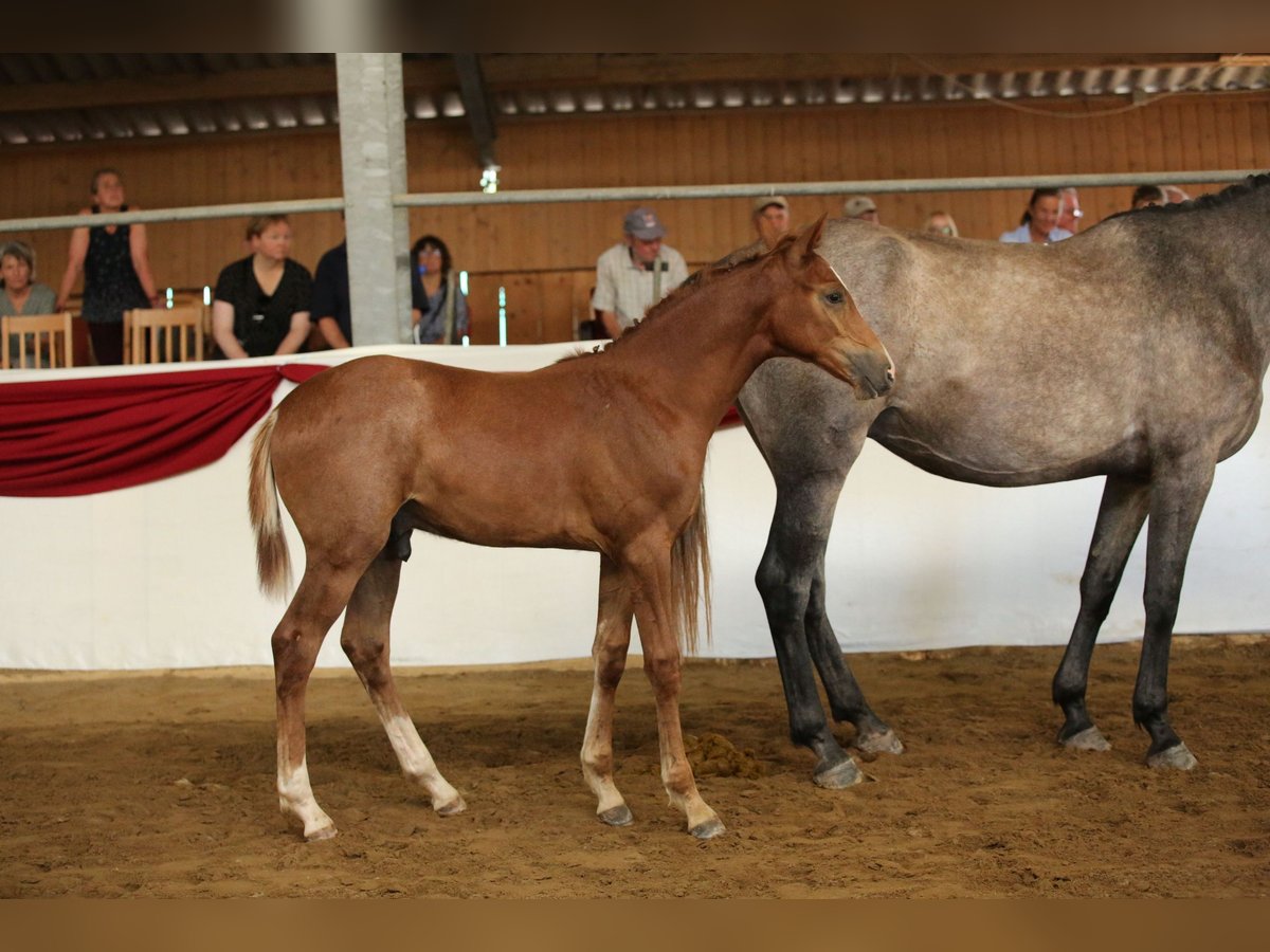 Deutsches Sportpferd Hengst Fohlen (03/2025) Kann Schimmel werden in Rudolstadt