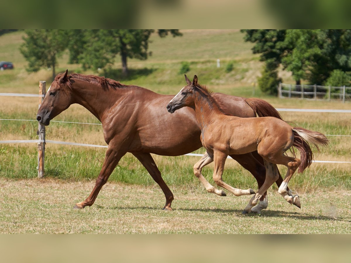 Deutsches Sportpferd, Hengst in MietingenMietingen