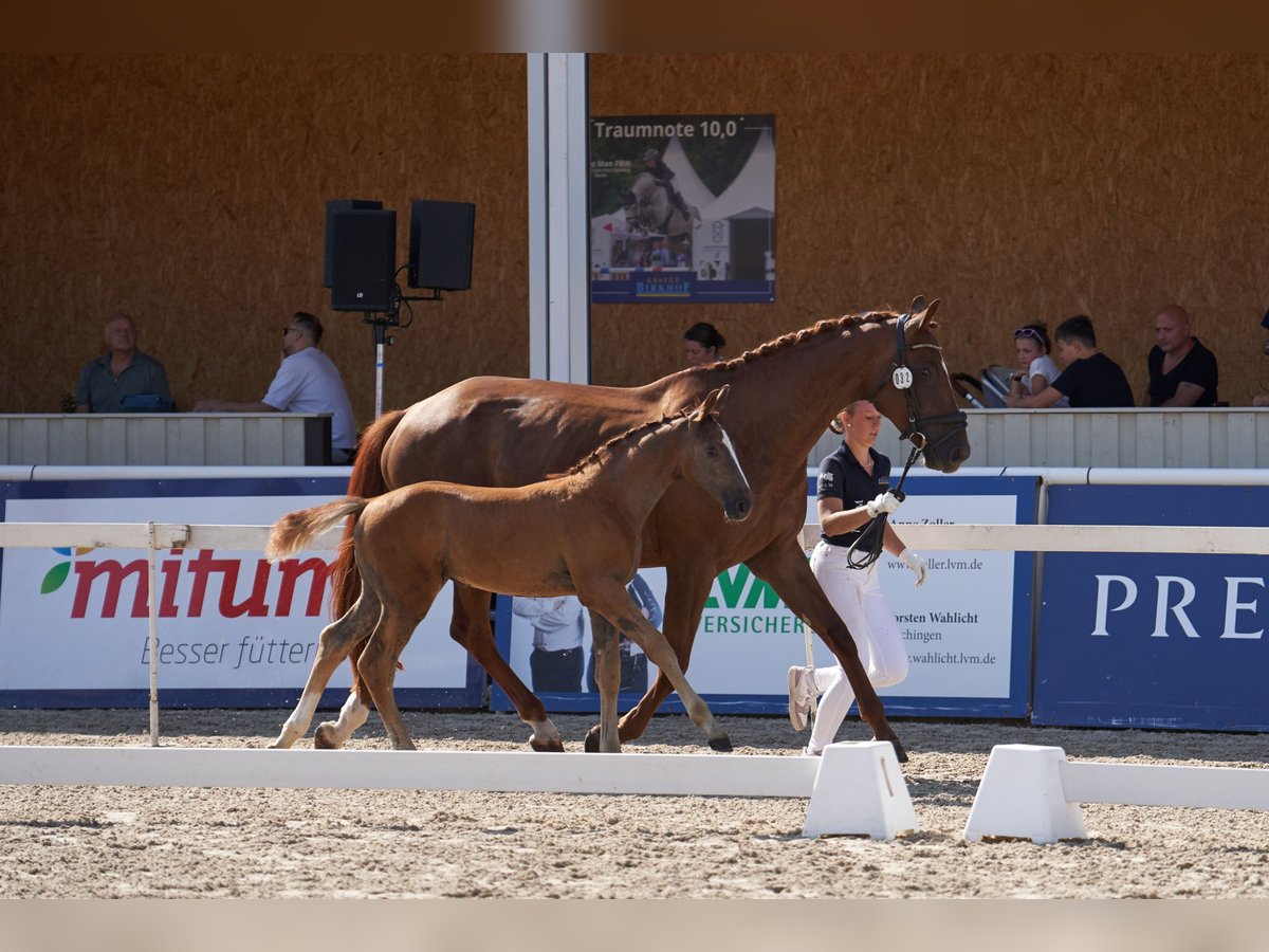 Deutsches Sportpferd, Hengst in MietingenMietingen