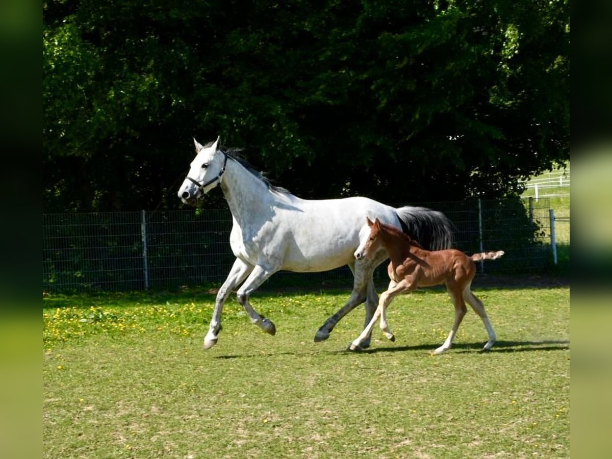 Deutsches Sportpferd Hengst  Kann Schimmel werden in Bretten
