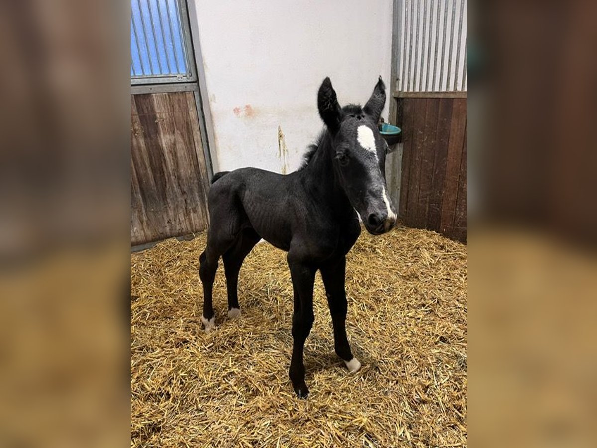 Deutsches Sportpferd Hengst  Rappe in Drackenstein