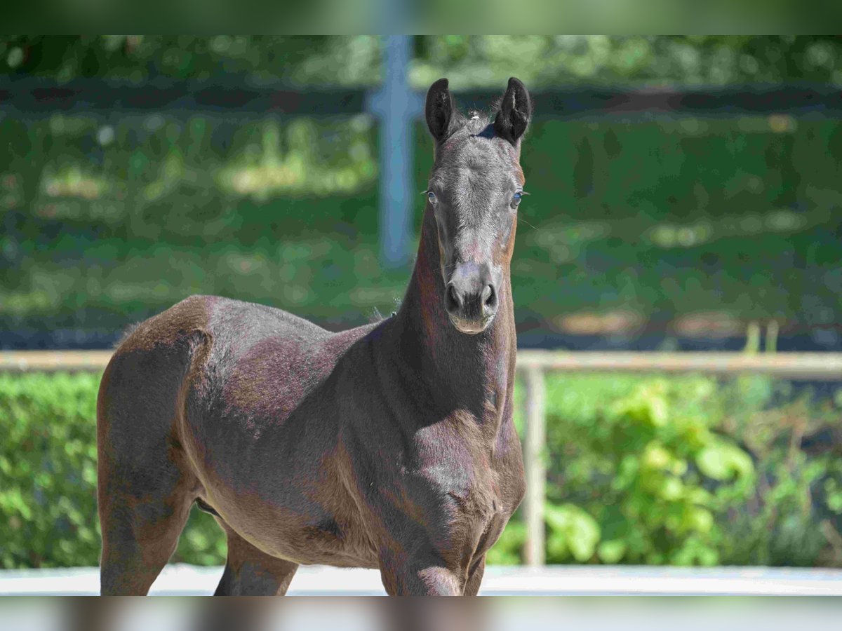 Deutsches Sportpferd Hengst  Rappe in Goldbeck