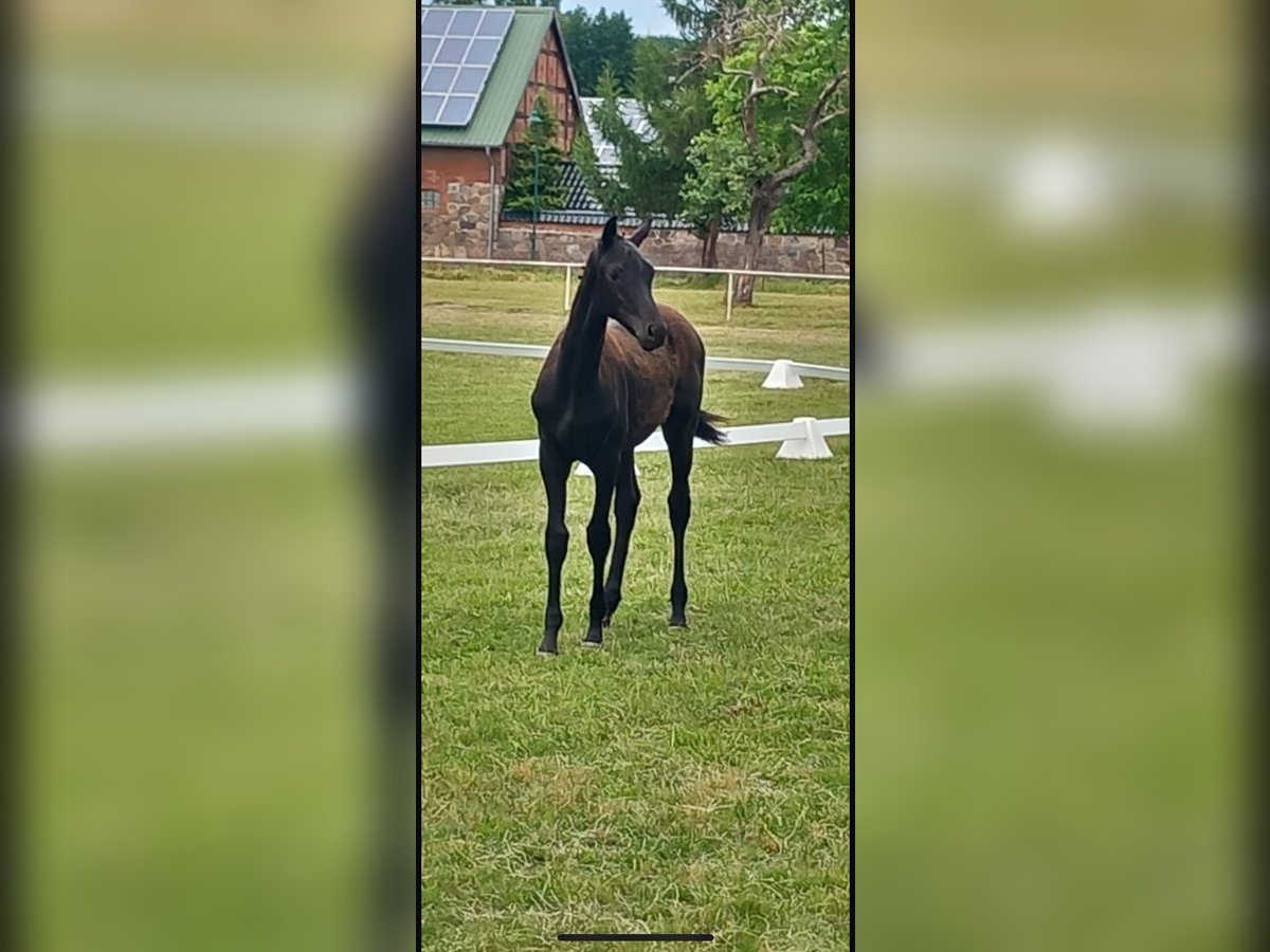Deutsches Sportpferd Hengst  Rappe in Heiligengrabe