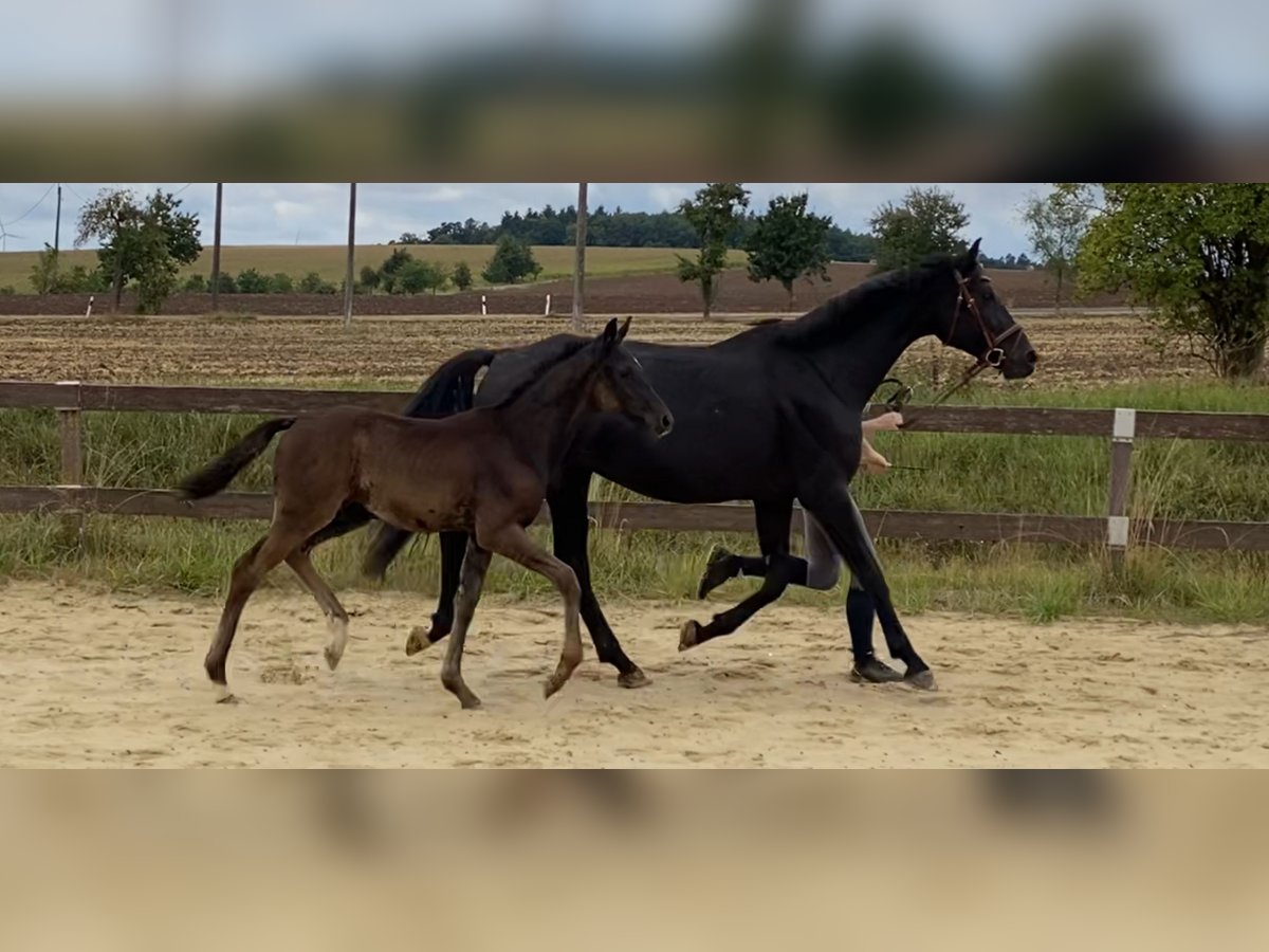 Deutsches Sportpferd Hengst Fohlen (05/2025) Rappe in Behrungen
