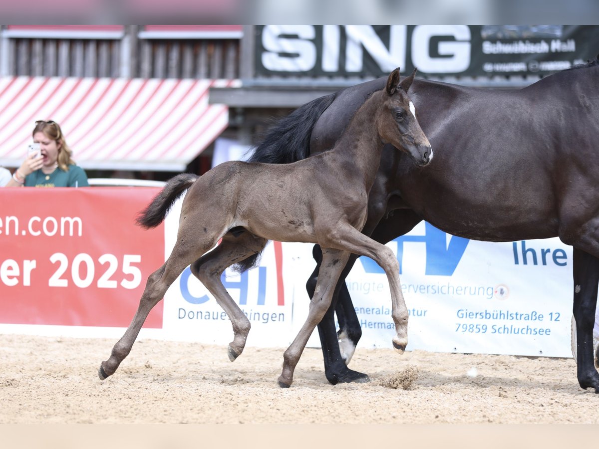 Deutsches Sportpferd Hengst  Rappe in Welzheim