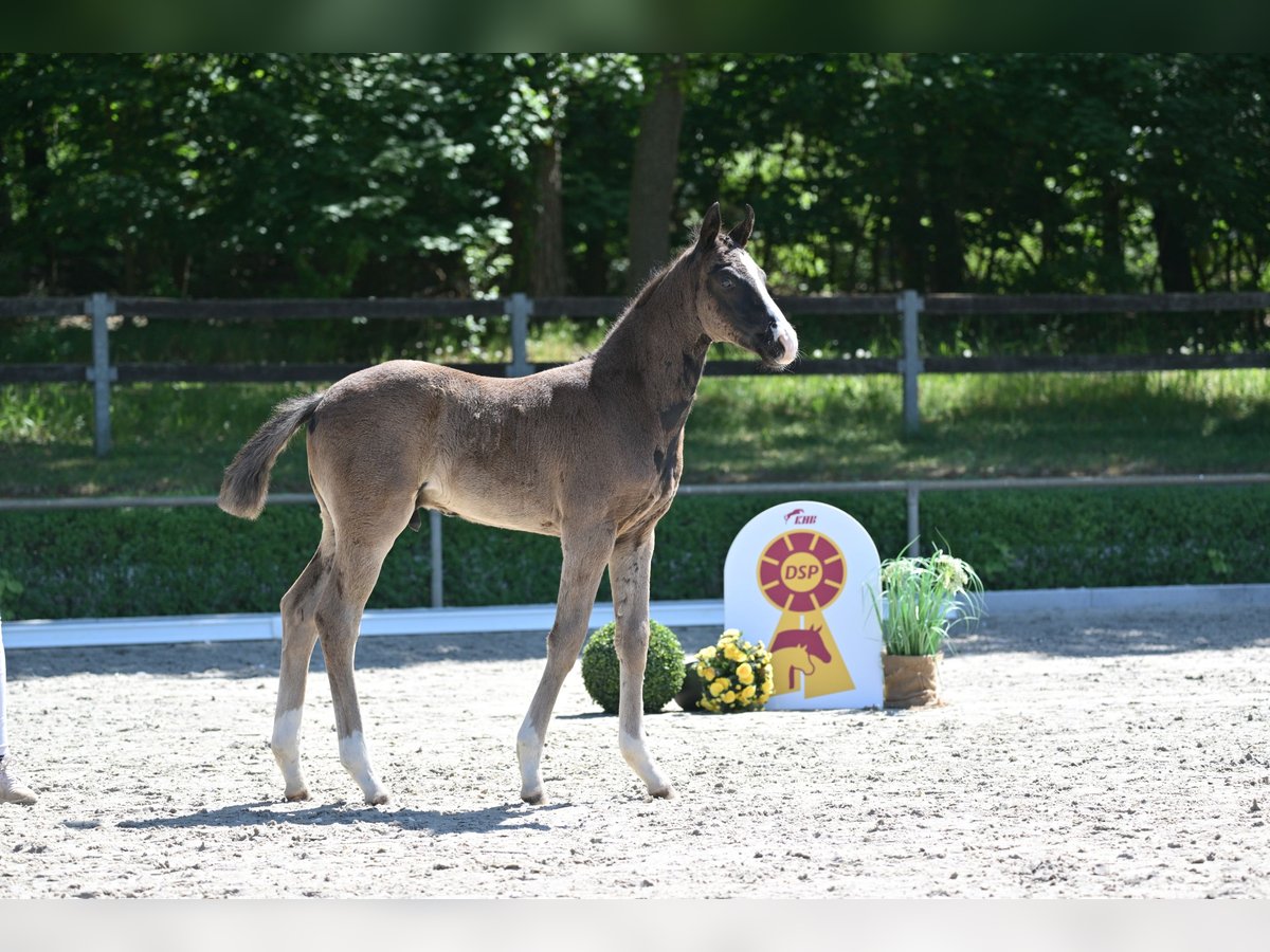 Deutsches Sportpferd Hengst  Rappe in Tangerm&#xFC;nde