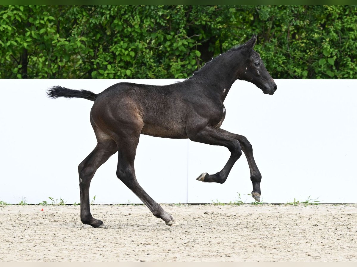 Deutsches Sportpferd Hengst Fohlen (04/2024) Rappe in Fronhofen