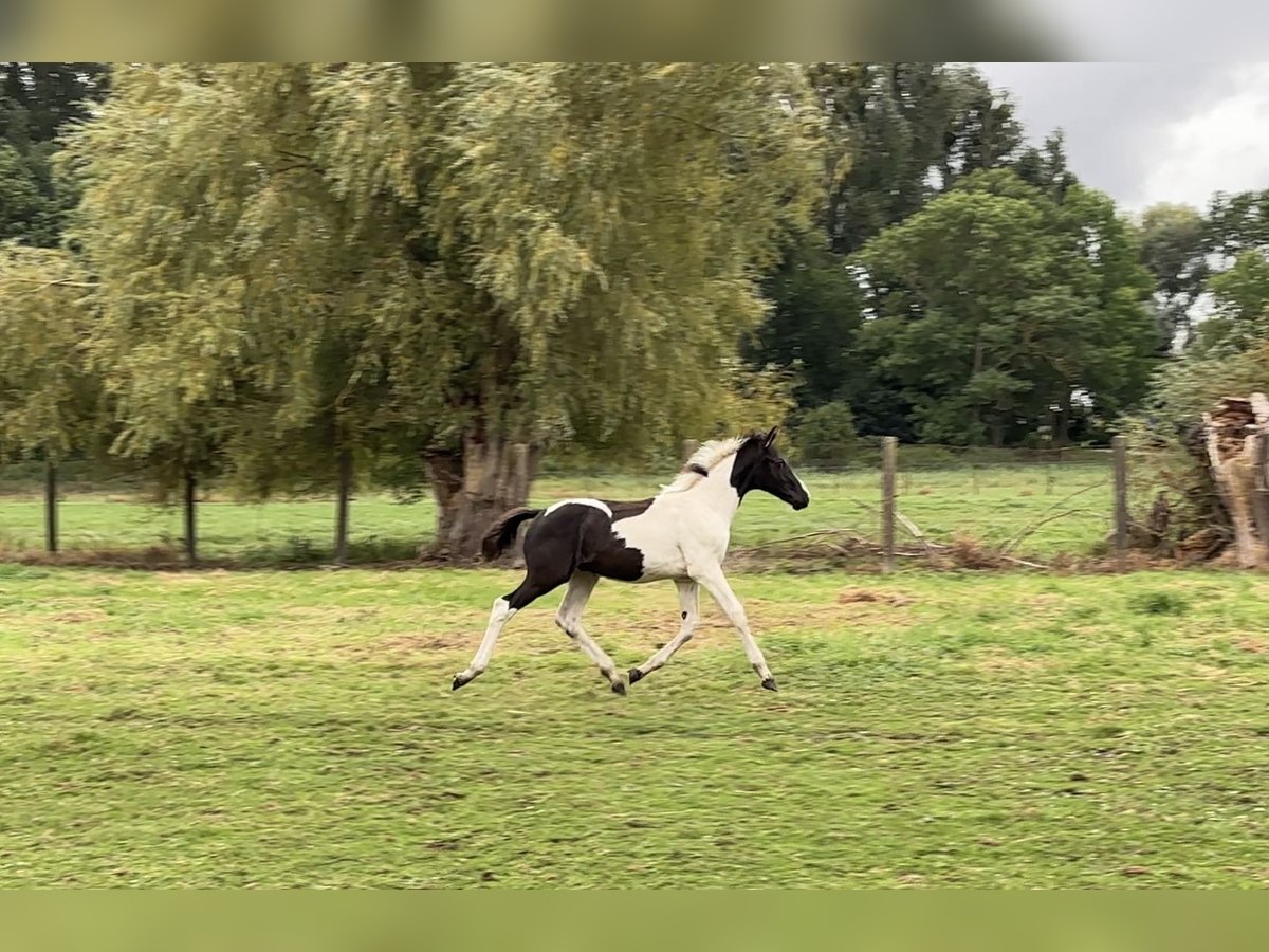 Deutsches Sportpferd Hengst Fohlen (05/2024) Schecke in Prenzlau