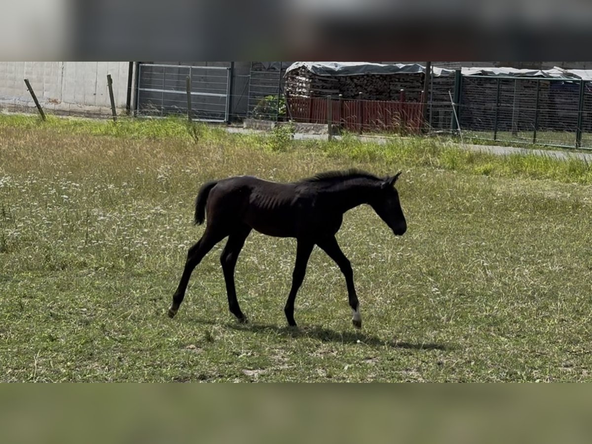 Deutsches Sportpferd Hengst Fohlen (05/2025) Schimmel in Pillig