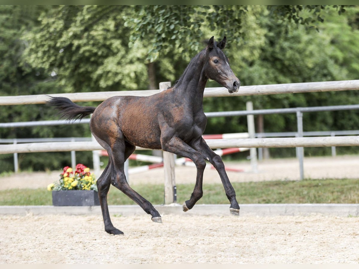Deutsches Sportpferd Hengst Fohlen (04/2025) Schimmel in Gomadingen