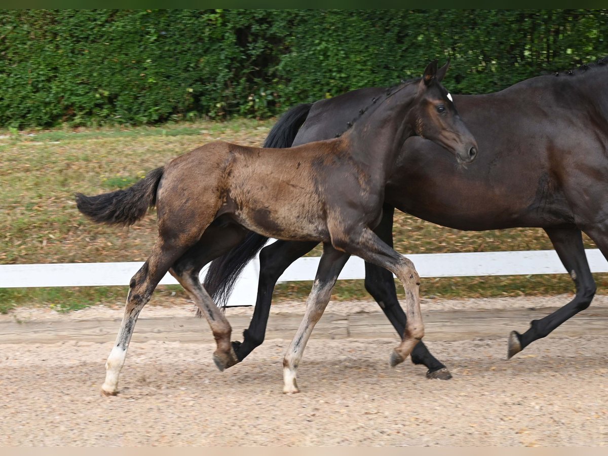 Deutsches Sportpferd Hengst Fohlen (04/2025) Schwarzbrauner in Gomadingen