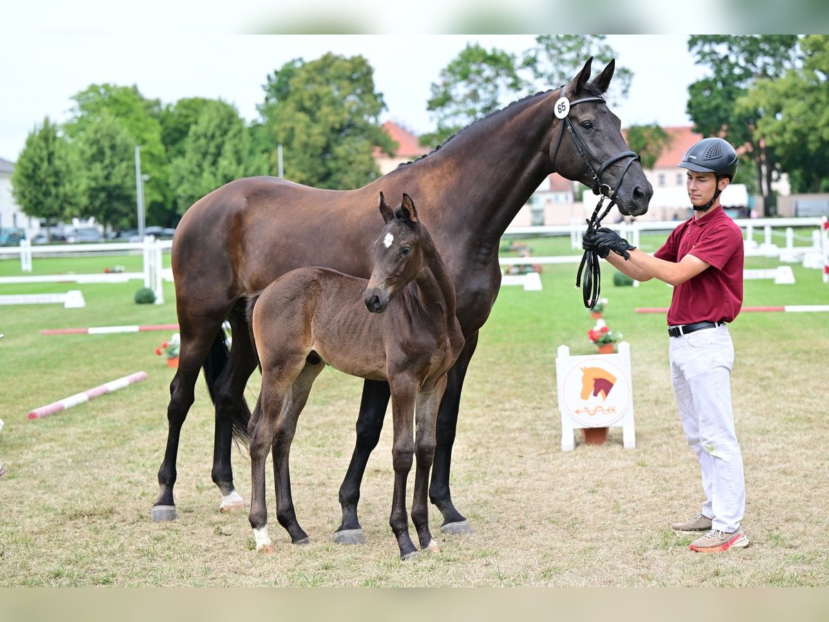 Deutsches Sportpferd, Hengst in Schönebeck (Elbe)