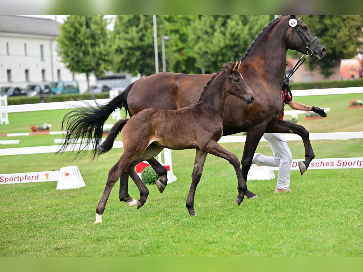 Deutsches Sportpferd, Hengst in Schönebeck (Elbe)