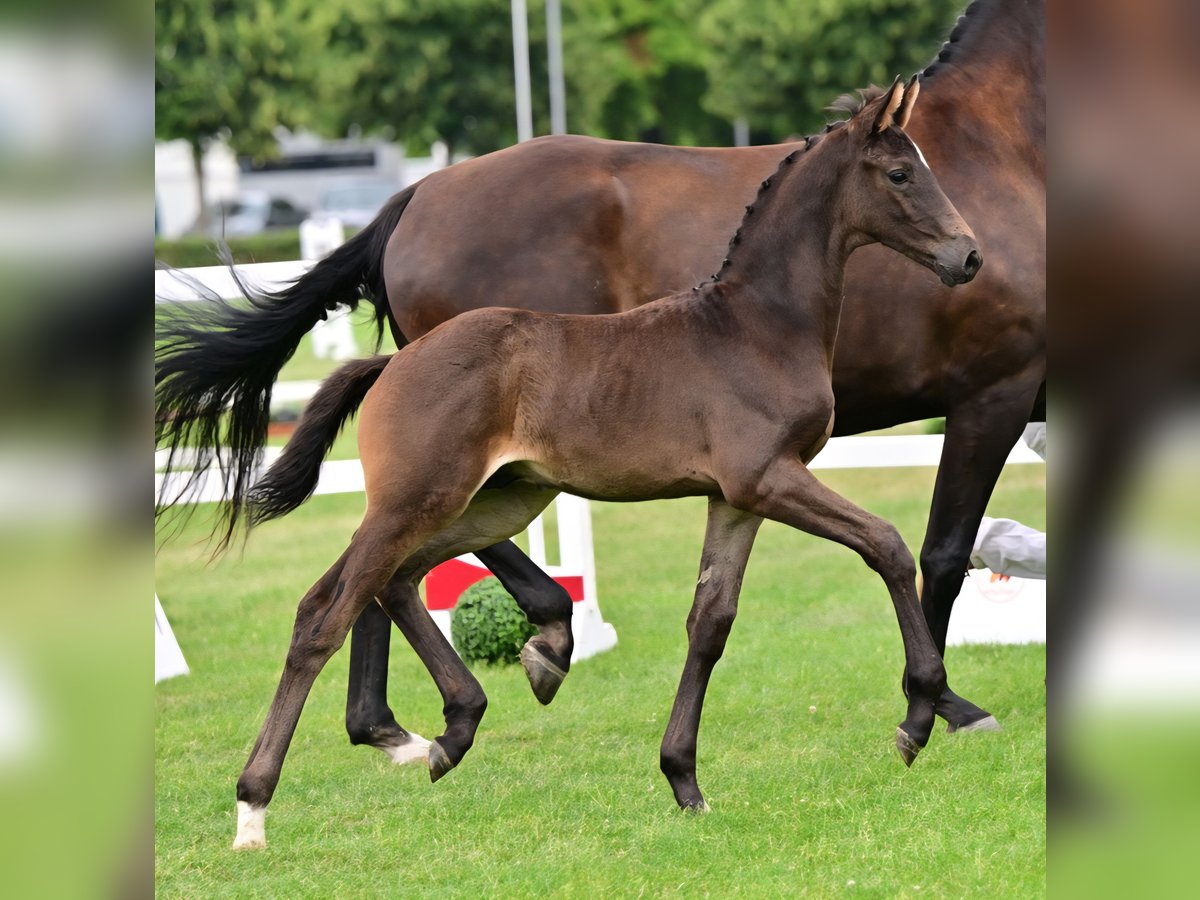 Deutsches Sportpferd, Hengst in Schönebeck (Elbe)