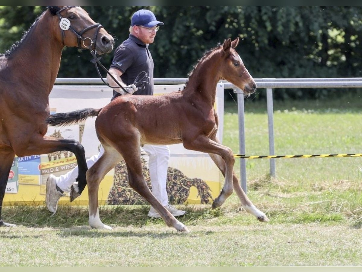 Deutsches Sportpferd Hengst Fohlen (05/2025) in Fronhofen