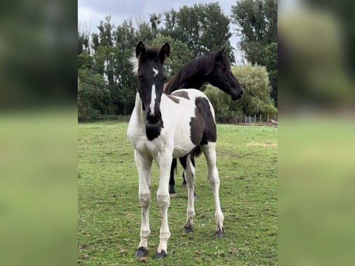 Deutsches Sportpferd Hengst Fohlen (05/2024) Tobiano-alle-Farben in Prenzlau