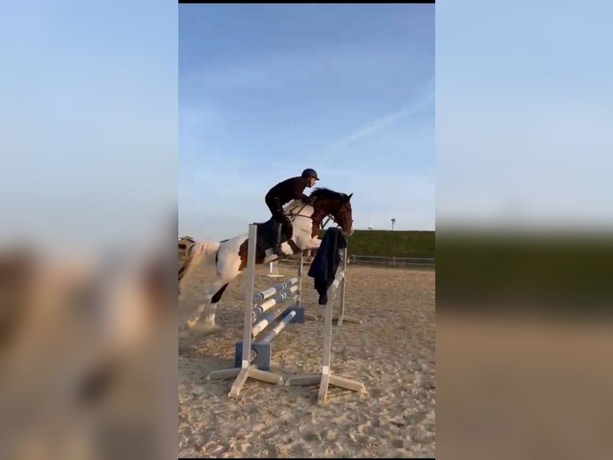 Deutsches Sportpferd Hengst Schecke in R&#xF6;tha