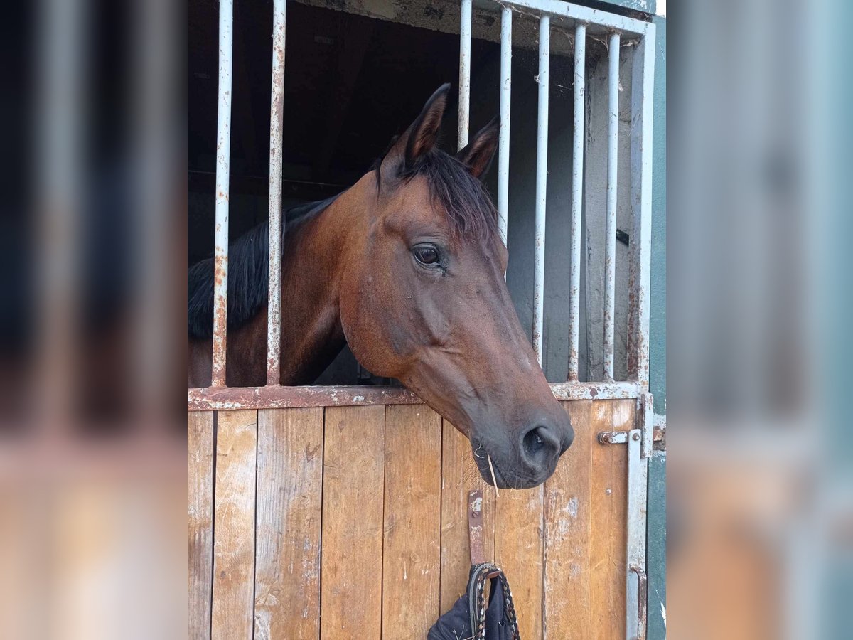 Deutsches Sportpferd Stute 10 Jahre 164 cm Dunkelbrauner in Pirmasens