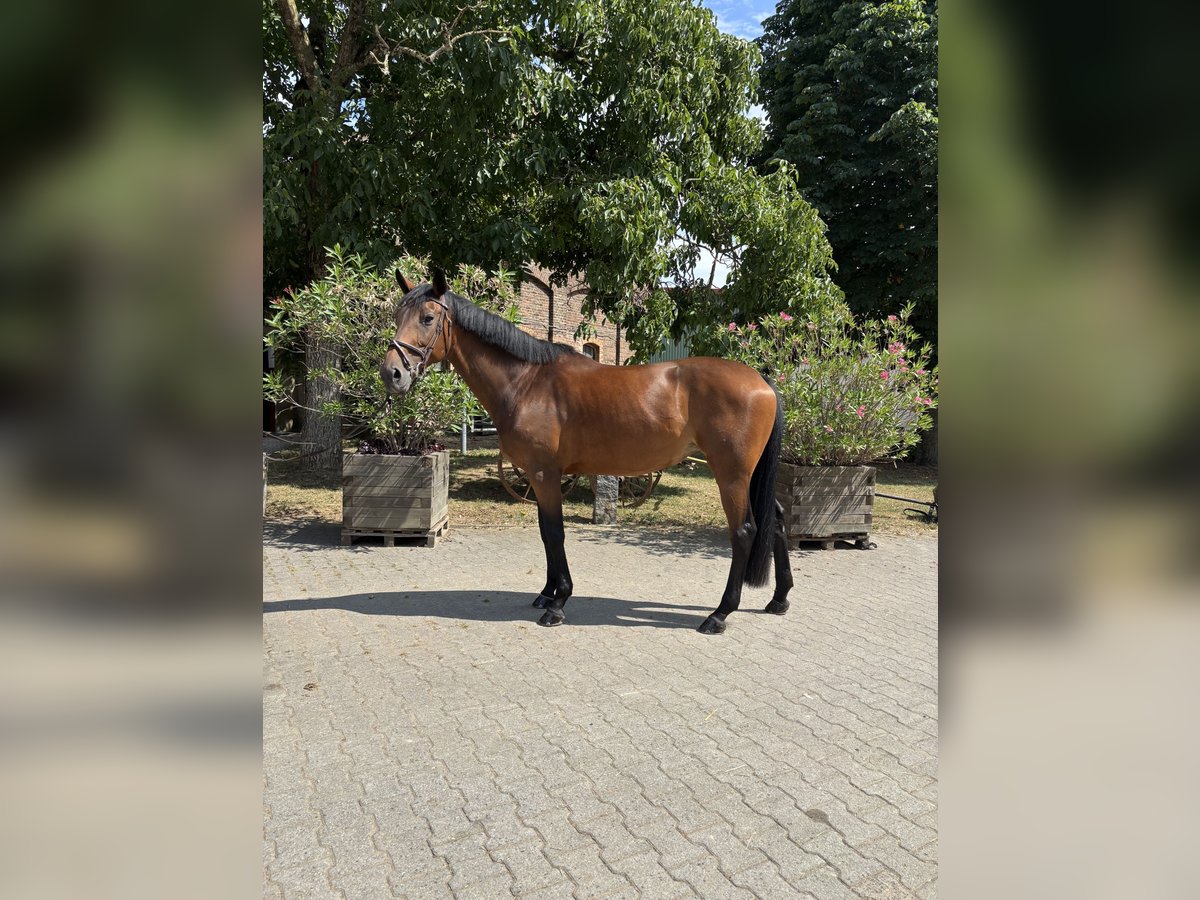 Deutsches Sportpferd Stute 10 Jahre 165 cm Brauner in Bruchk&#xF6;bel