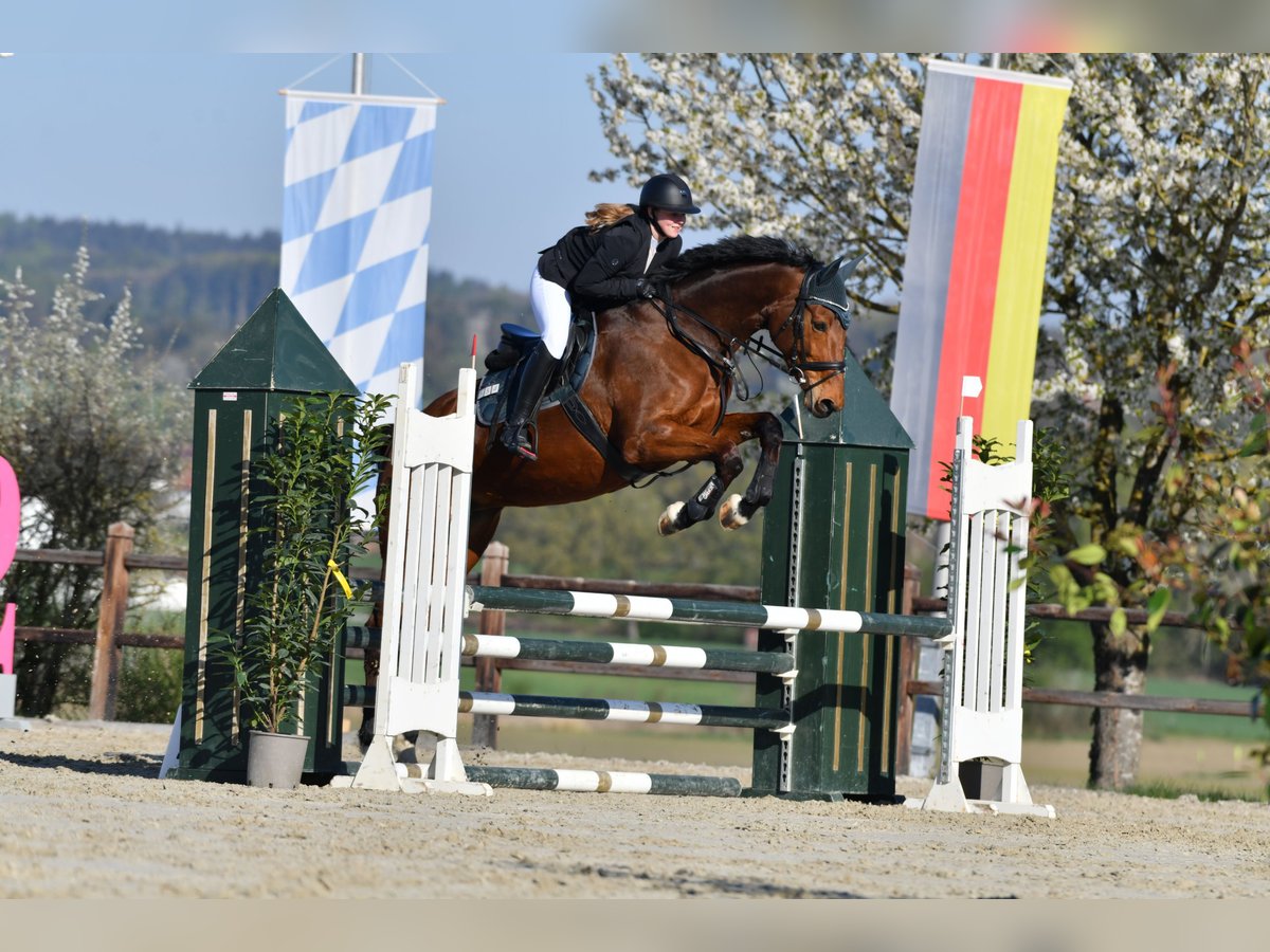 Deutsches Sportpferd Stute 10 Jahre 165 cm Brauner in Horgau