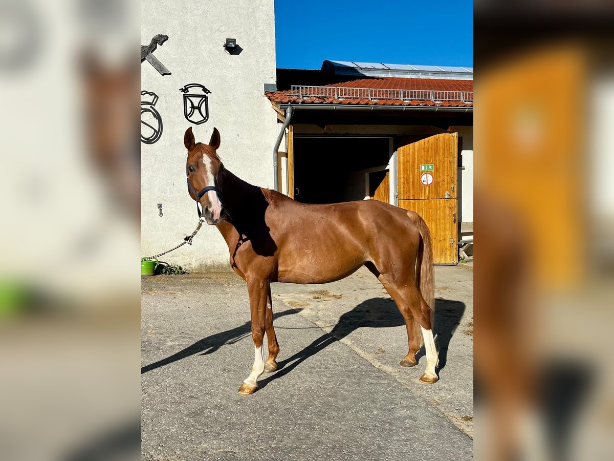 Deutsches Sportpferd Stute 10 Jahre 165 cm Fuchs in Gomadingen