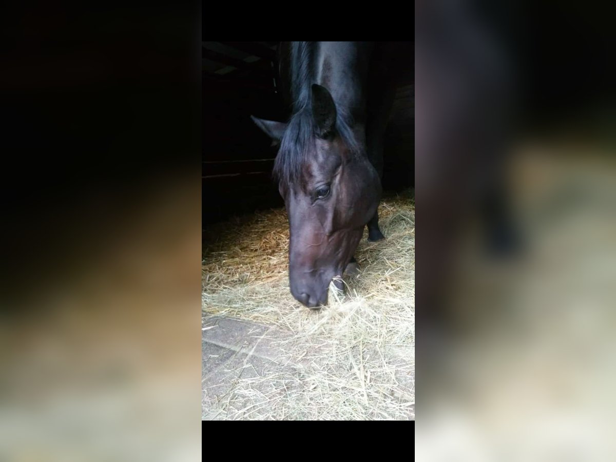 Deutsches Sportpferd Stute 10 Jahre 165 cm Rappe in Feucht