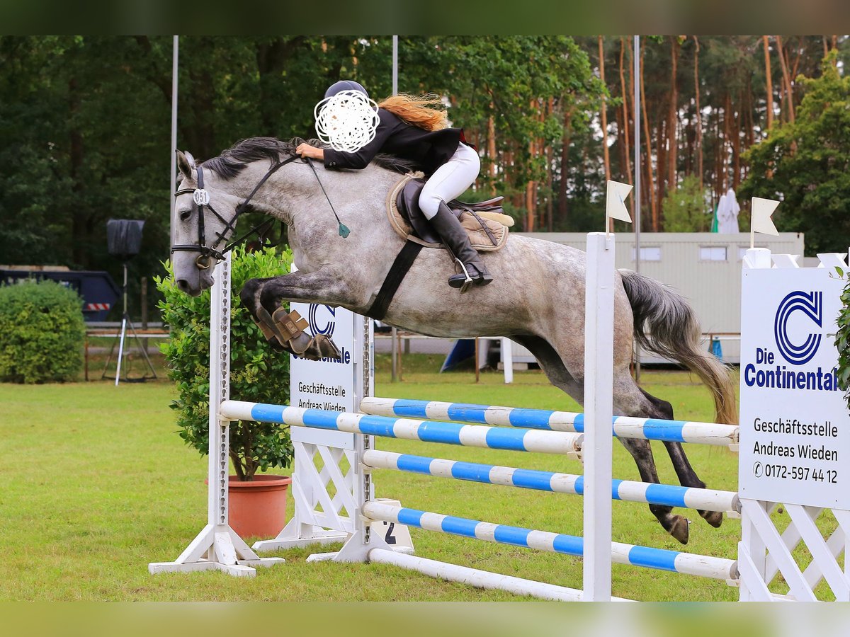 Deutsches Sportpferd Stute 10 Jahre 165 cm Schimmel in Schwarzbach