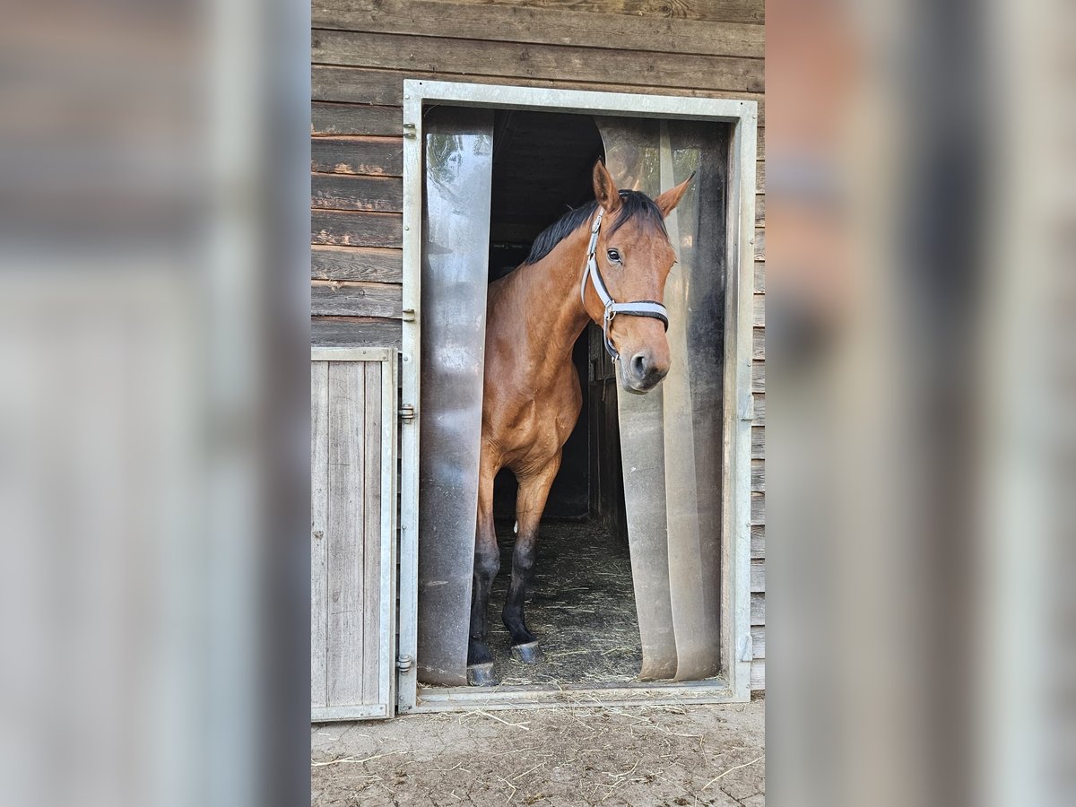 Deutsches Sportpferd Stute 10 Jahre 166 cm Brauner in Anhausen