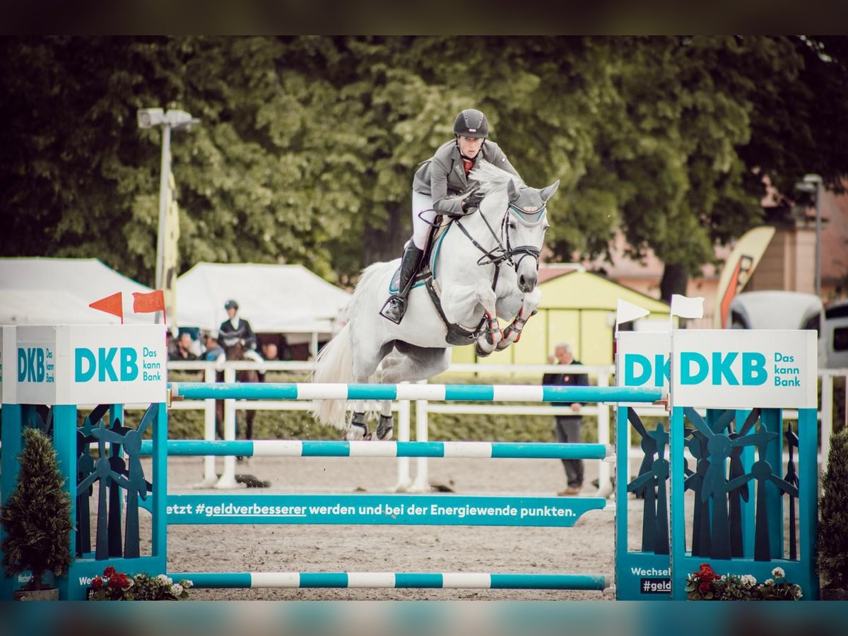 Deutsches Sportpferd Stute 10 Jahre 166 cm Schimmel in Gadow