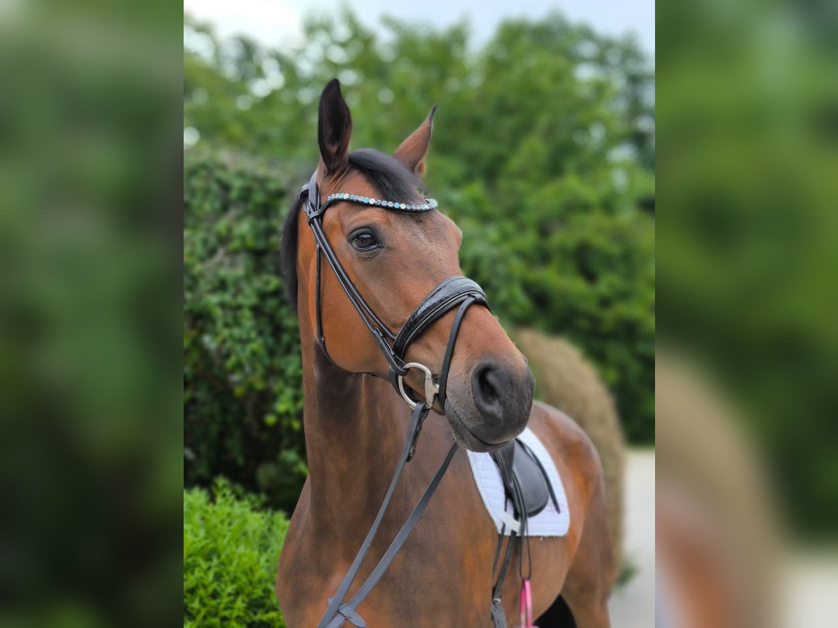 Deutsches Sportpferd, Stute in Bernried