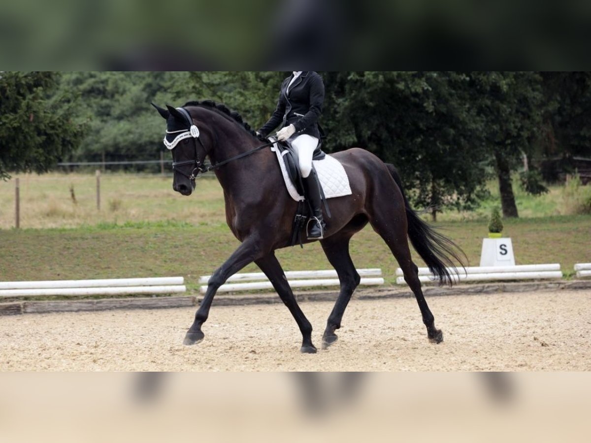 Deutsches Sportpferd Stute 10 Jahre 168 cm Rappe in Freystadt