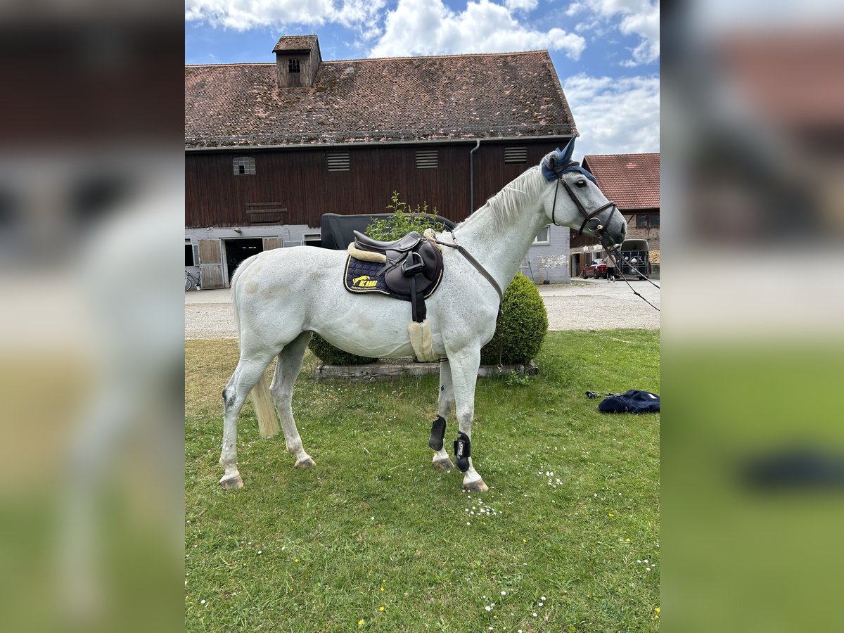 Deutsches Sportpferd Stute 10 Jahre 169 cm Schimmel in K&#xF6;nigsbrunn